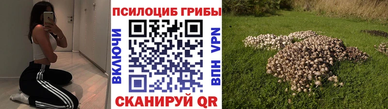 Псилоцибиновые грибы Psilocybe  Березники 